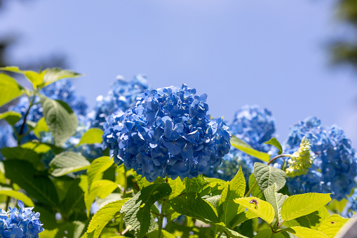 Blue hydrangea, bush under the window. Hortensia are popular ornamental plant.