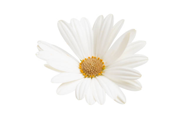 white flowers are on dark background horizontal nature still