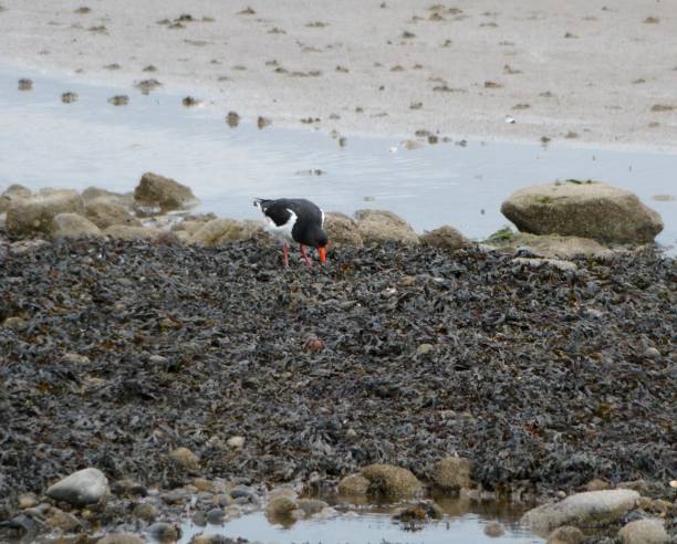istock Oystercatcher on the beach in Cramond, Scotland, with it's beak digging into a large patch of seaweed 1035024912