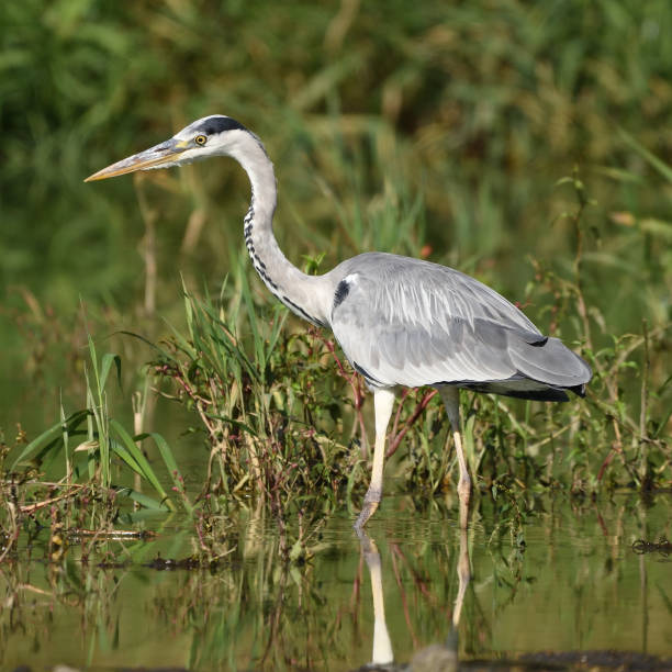 istock Grey heron (Ardea cinerea), real wildlife - no ZOO 1035025220