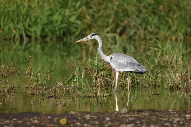 istock Grey heron (Ardea cinerea), real wildlife - no ZOO 1035025308