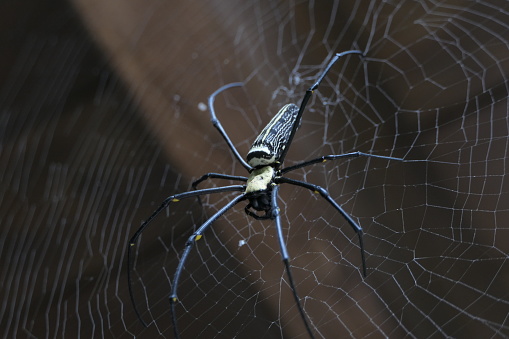 Lion's Head Mountain, Miaoli, Taiwan - Sep 8, 2018 : Giant woods spider in hiking trail (2018_0908-09-08_094132_A )