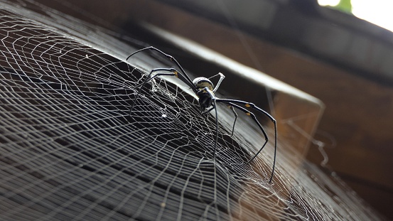 Spiderweb in pole on lake