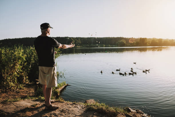 istock Old Man in Cap Feeding Ducks on River in Summer. 1035027968