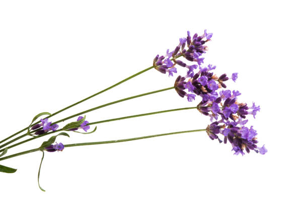 istock lavender flowers isolated 1035030914