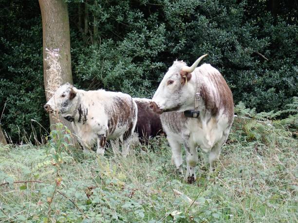 This photo was taken in Chorleywood, Hertfordshire, UK.
