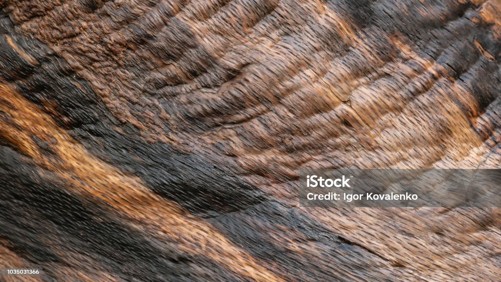 Abstract Tree Texture Tree Texture Background Stock Photo - Download Image Now - Abstract ...