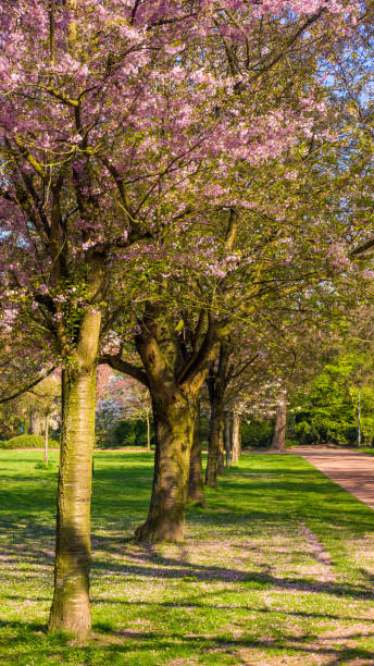istock Cherry tree blossom. Beautiful nature scene with blooming tree 1035032822