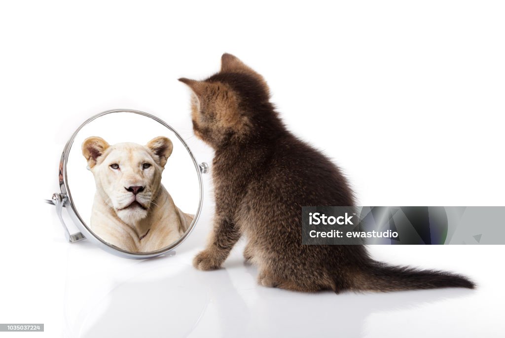 kitten with mirror on white background. kitten looks in a mirror reflection of a lion Lion - Feline Stock Photo