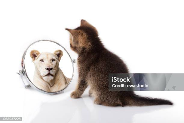 Kitten With Mirror On White Background Kitten Looks In A Mirror Reflection Of A Lion Stock Photo - Download Image Now