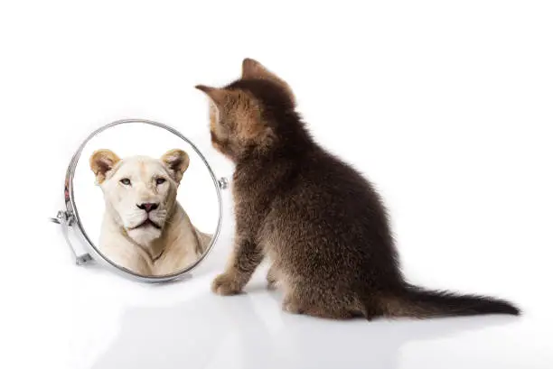 Photo of kitten with mirror on white background. kitten looks in a mirror reflection of a lion