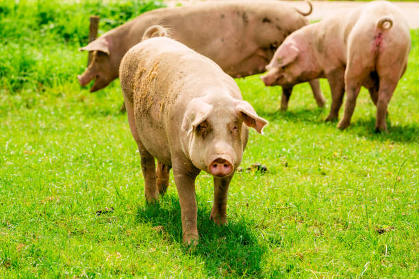 istock Pig portrait. Pig at pig farm 1035037752