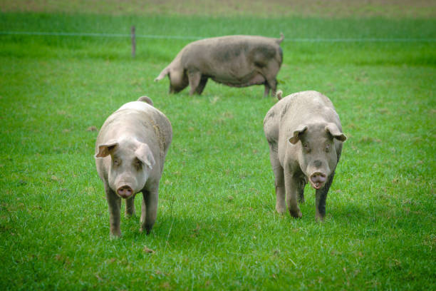 istock Pig portrait. Pig at pig farm 1035037842