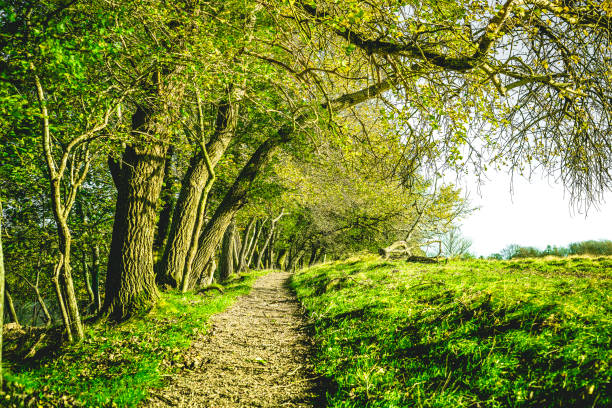 Nature trail in a green forest at springtime stock photo