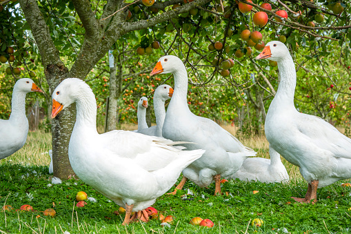 White geese under an apple tree in the spring