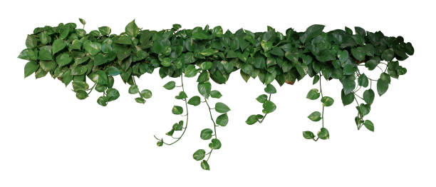 en forma de corazón abigarrados hojas de hiedra o golden pothos (epipremnum aureum) del diablo, plantas de follaje tropicales bush deseo colgar ramas de vid aislados sobre fondo blanco, trazado de recorte incluido. - ivy wall green vine fotografías e imágenes de stock