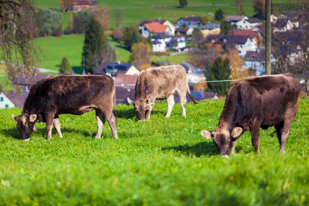 istock cows in a grassy field 1035038924