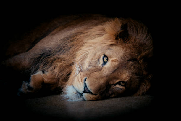 istock Lion portrait on black background 1035039732