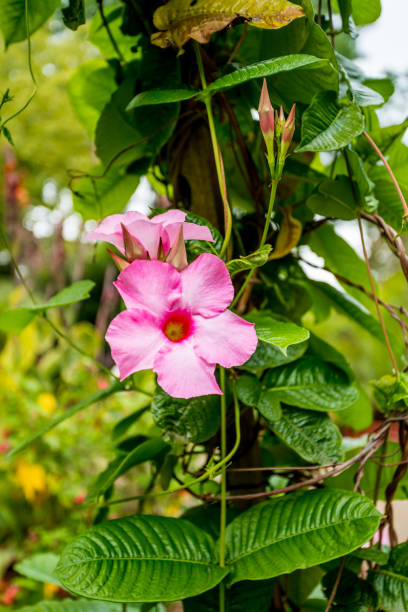 istock pink mandevilla sanderi flowers 1035039754