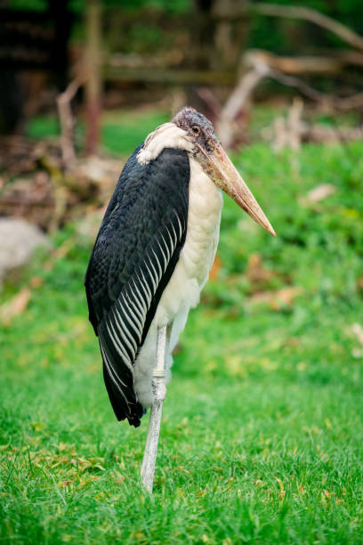 Marabou Stork. Leptoptilos crumeniferus Marabou Stork. Leptoptilos crumeniferus the undertaker stock pictures, royalty-free photos & images