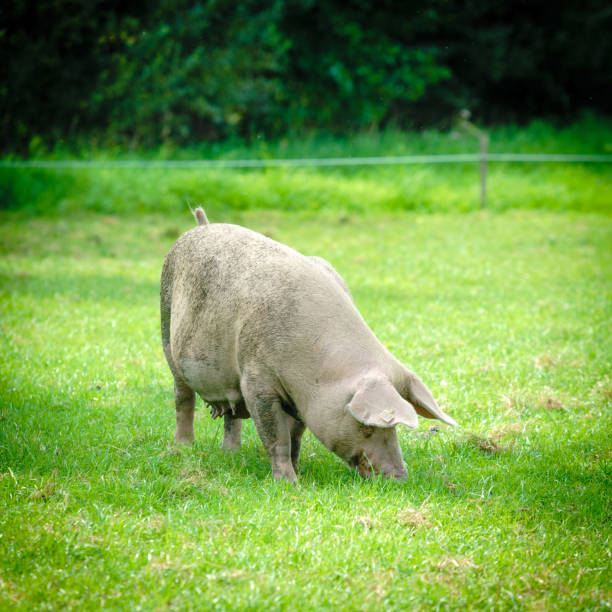 istock Pig portrait. Pig at pig farm 1035039840