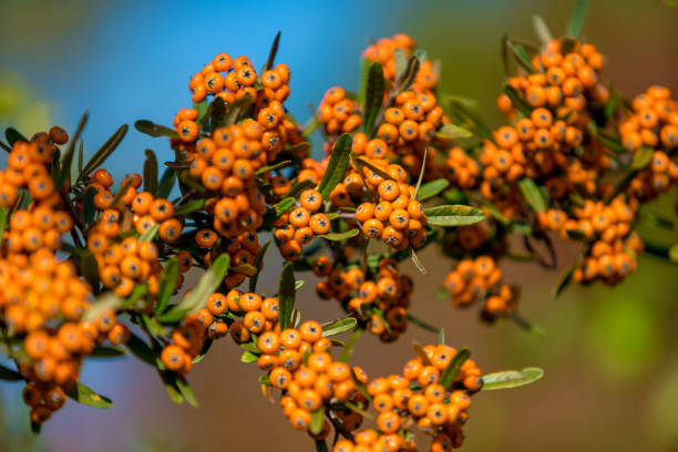 Pyracantha coccinea. berries on a branch
