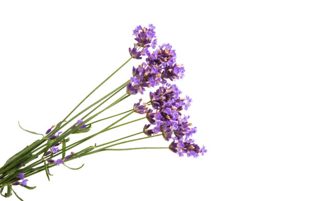 istock lavender flowers isolated 1035039878