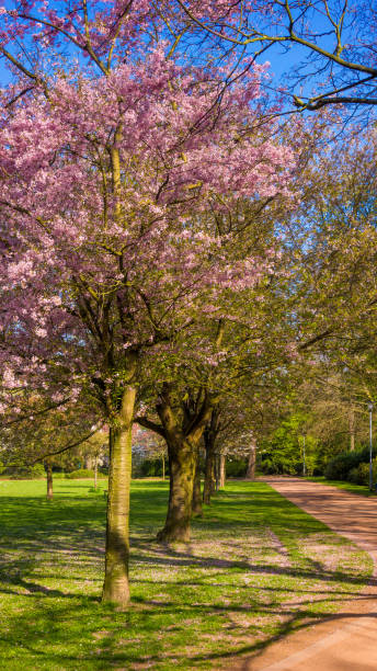 istock Beautiful park garden in spring. spring landscape 1035040016
