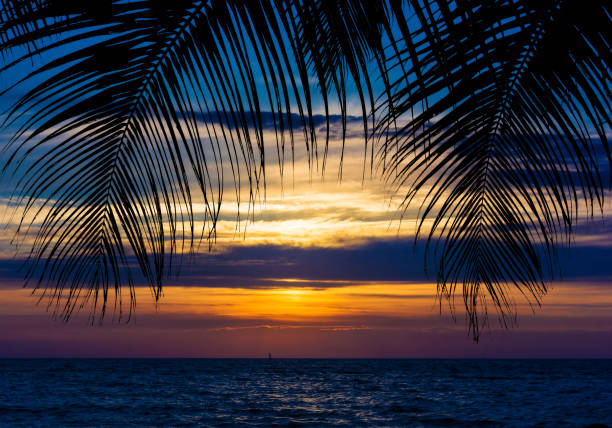 istock palm trees silhouette on sunset tropical beach 1035040022