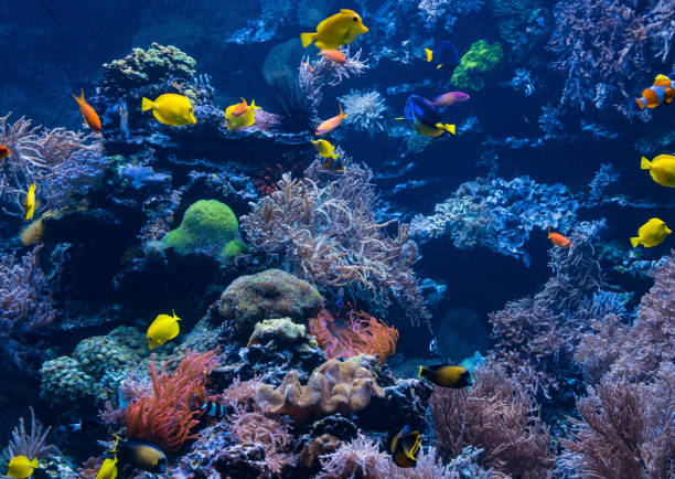 istock underwater background. Underwater scene. Underwater world. Underwater life landscape 1035040050