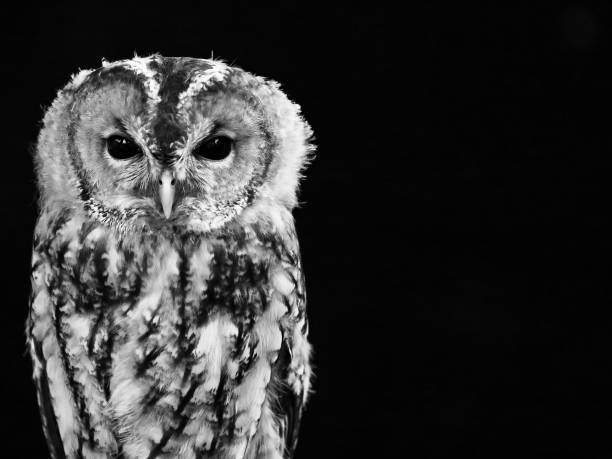 istock Birds of Prey 1035040944