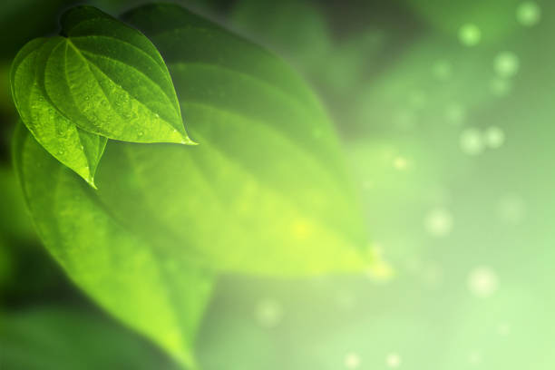 istock Green betel leaves for green background bokeh effects 1035043600