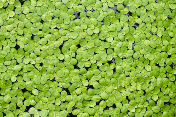 natural green duckweed on the water,background or texture. - duckweed imagens e fotografias de stock