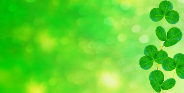 istock Green clover leaves. St.Patrick 's Day. 1035048542