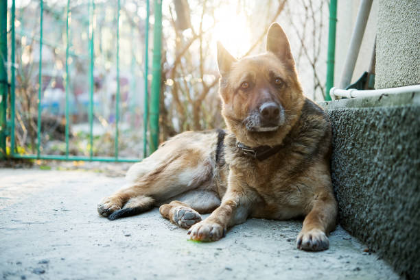 istock Dog, German shepherd lies on a ground 1035048624