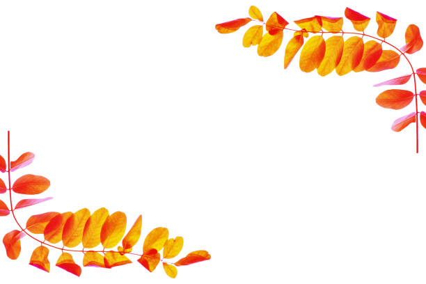 istock Bright colorful autumn leaves 1035048648