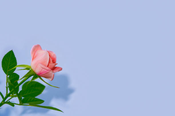 istock Bright colorful flower rose. 1035048738