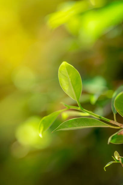 istock Close up nature view of green leaf 1035050640
