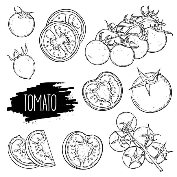 Tomatoes set collection Hand drawn tomato set. Tomatoes, slices, halves, cherry tomatoes and bunch isolated on white background. Outline ink slyle sketch. Vector coloring illustration. tomato slice stock illustrations