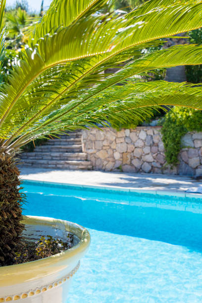 istock View on blue swimming pool with Plam 1035053462