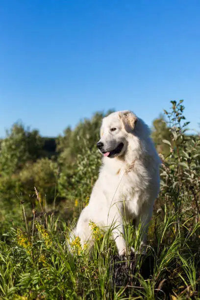 Photo of Portrait of gorgeous maremmano abruzzese sheepdog. Big white fluffy maremma dog sitting in the field on a sunny day.