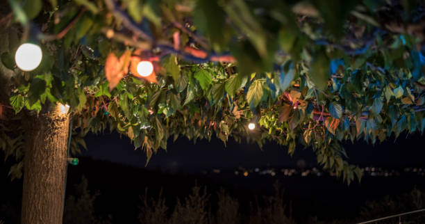 ecorative electric festoon of lighting bulbs hanging on tree