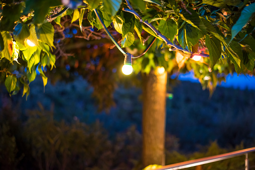 Decorative electric festoon of lighting bulbs hanging on tree branches