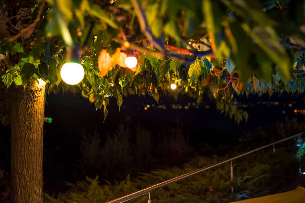 istock Decorative electric festoon of lighting bulbs hanging on tree branches 1035063948