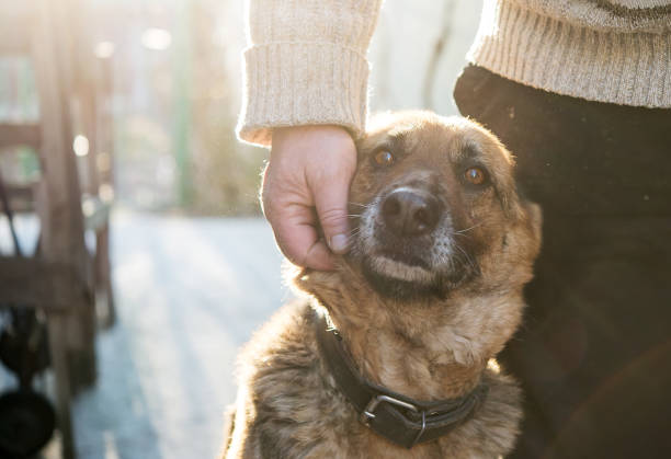 Man and his German Shepherd dog Man and his German Shepherd dog rescued dog stock pictures, royalty-free photos & images