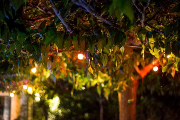 istock Decorative electric festoon of lighting bulbs hanging on tree branches 1035064032