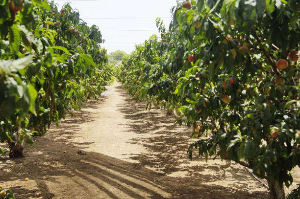 Ripe peaches on a tree on a sunny summer day, Israel
