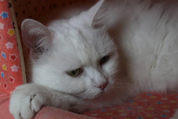 istock Cat portrait with green and blue eye 1035068012