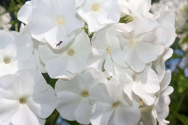 istock flowers of white phloxes 1035069414