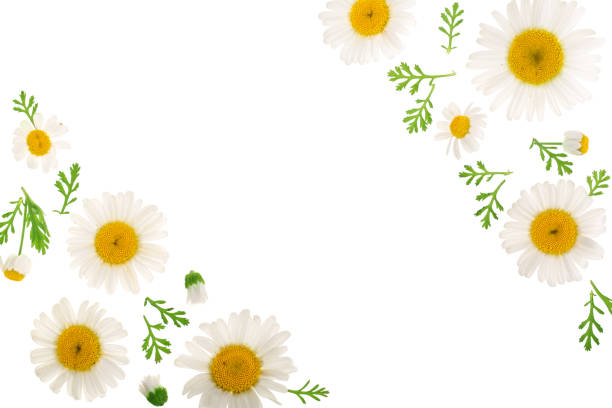 istock chamomile or daisies with leaves isolated on white background with copy space for your text. Top view. Flat lay 1035070072